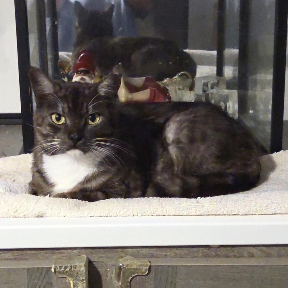 Enlarge Sassy Pants, a Adoptable Domestic Short Hair in Panama City Beach, FL image 1/1