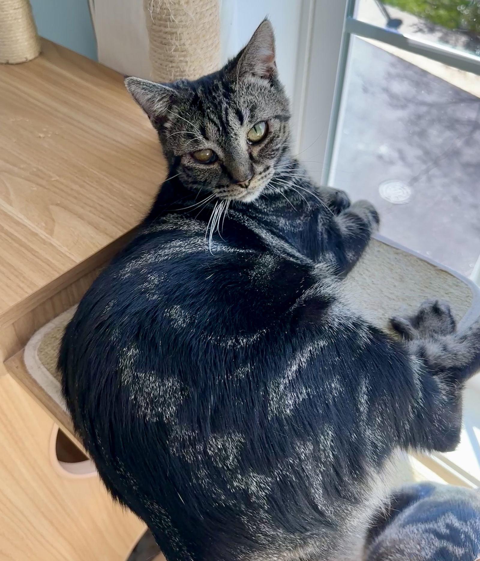 Capuchin, a Adoptable Tabby in Alexandria, VA image 2/3