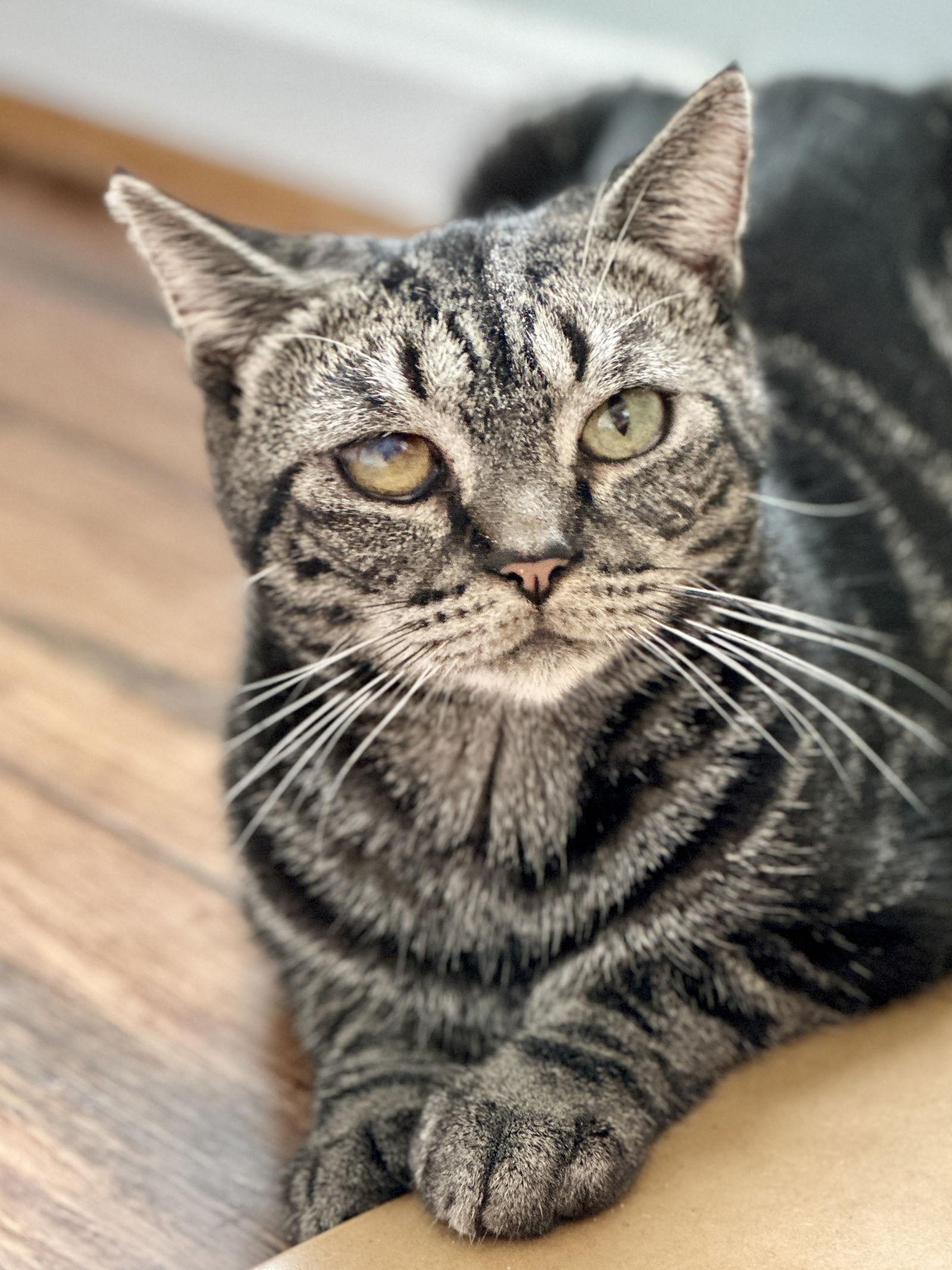 Capuchin, a Adoptable Tabby in Alexandria, VA image 3/3