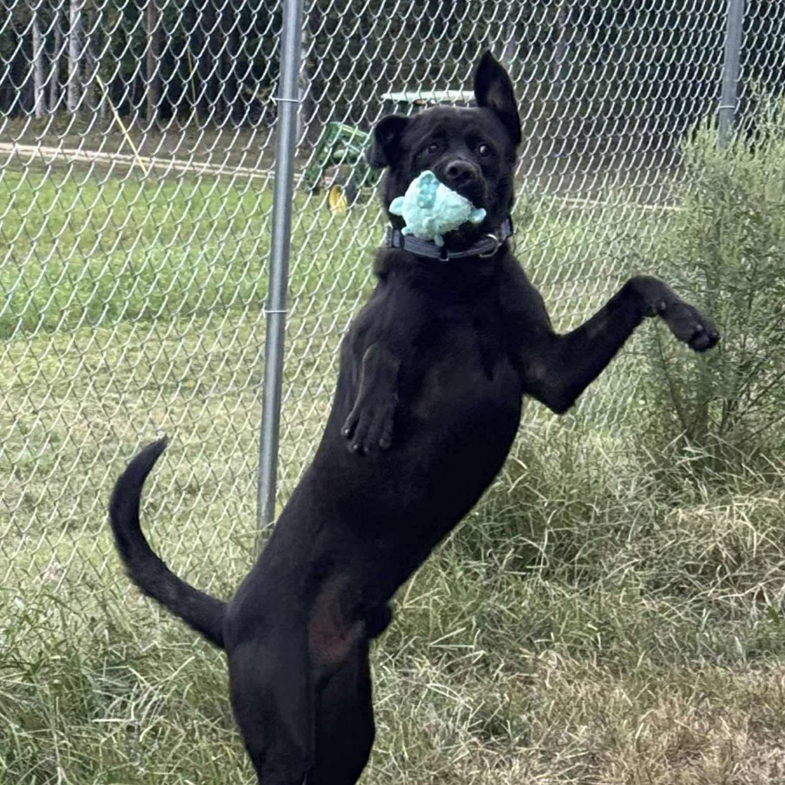 Charlie, Adoptable, Young Male Black Labrador Retriever.