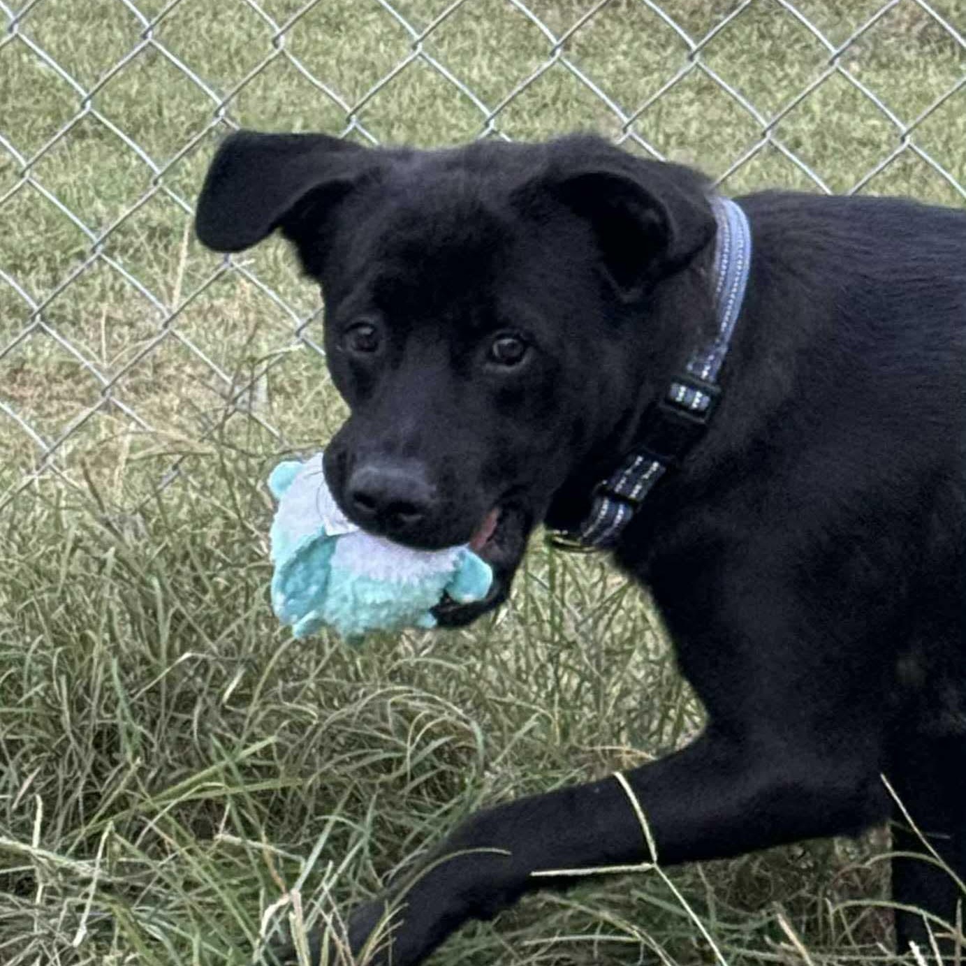 Charlie, a Adoptable mixed breed in Jay, NY image 3/5