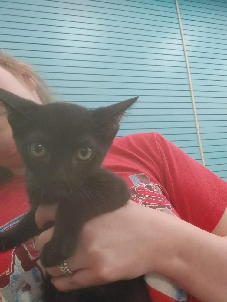 Enlarge Arthur, a Adopted Domestic Short Hair in San Angelo, TX image 1/1