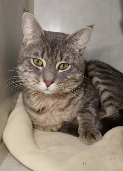 Enlarge Oliver  , an adopted mixed breed in Waupaca, WI image 1/1