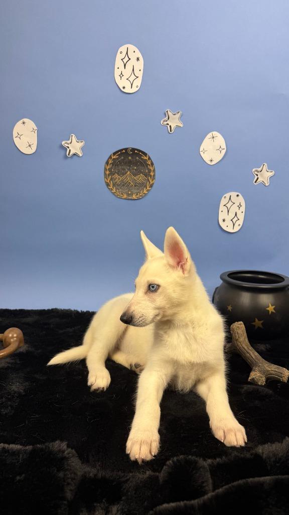 Nesta, Adoptable, Puppy Female German Shepherd Dog & Husky.