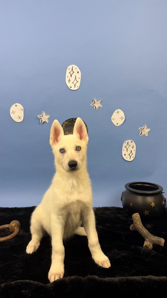 Enlarge Nesta, a Adoptable mixed breed in Phoenix, AZ image 2/4