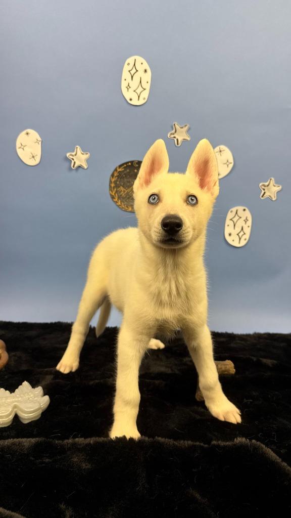 Enlarge Nesta, a Adoptable mixed breed in Phoenix, AZ image 3/4