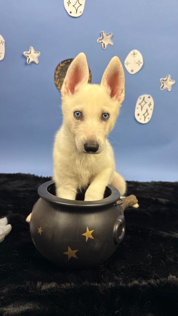 Enlarge Nesta, a Adoptable mixed breed in Phoenix, AZ image 4/4