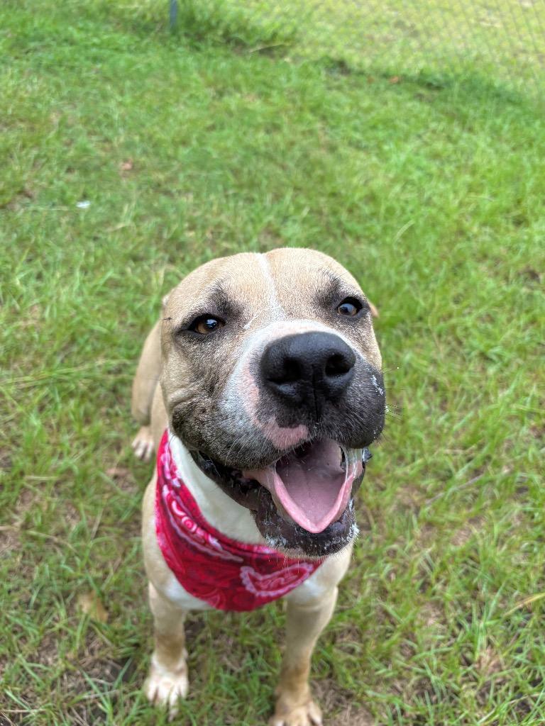 Dumbledog, a ADOPTABLE mixed breed in Winnsboro, SC image 2/5