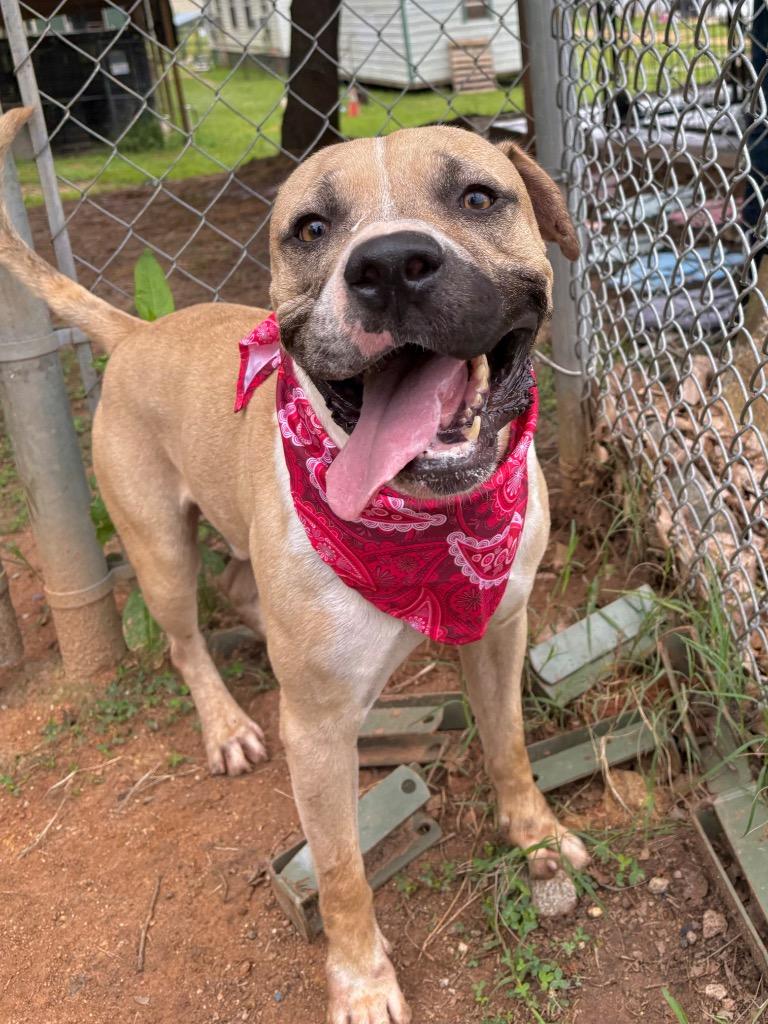 Dumbledog, a ADOPTABLE mixed breed in Winnsboro, SC image 1/5