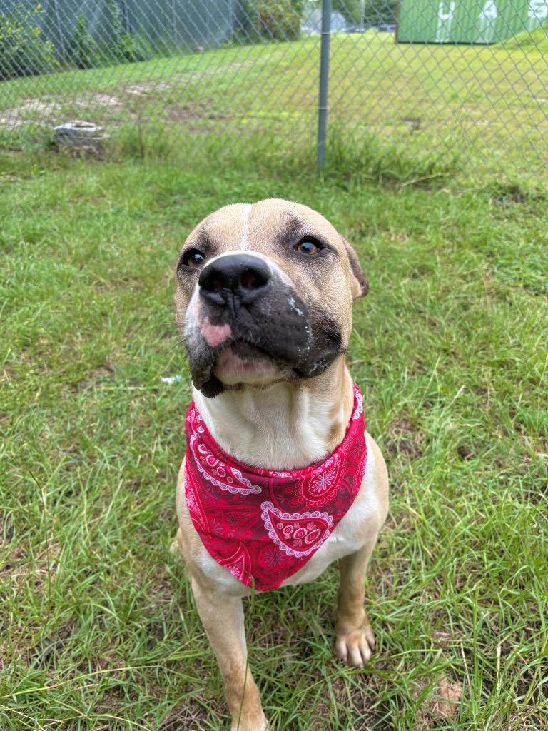 Dumbledog, a ADOPTABLE mixed breed in Winnsboro, SC image 5/5