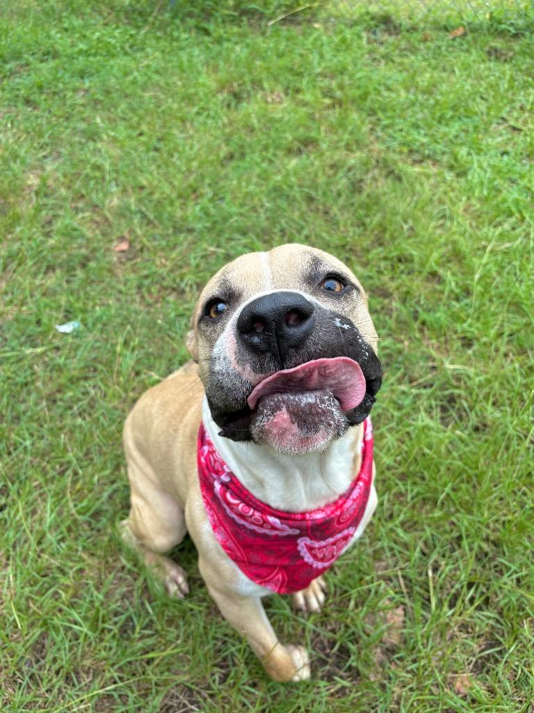 Dumbledog, a ADOPTABLE mixed breed in Winnsboro, SC image 4/5