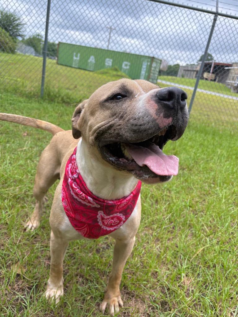 Dumbledog, a ADOPTABLE mixed breed in Winnsboro, SC image 3/5