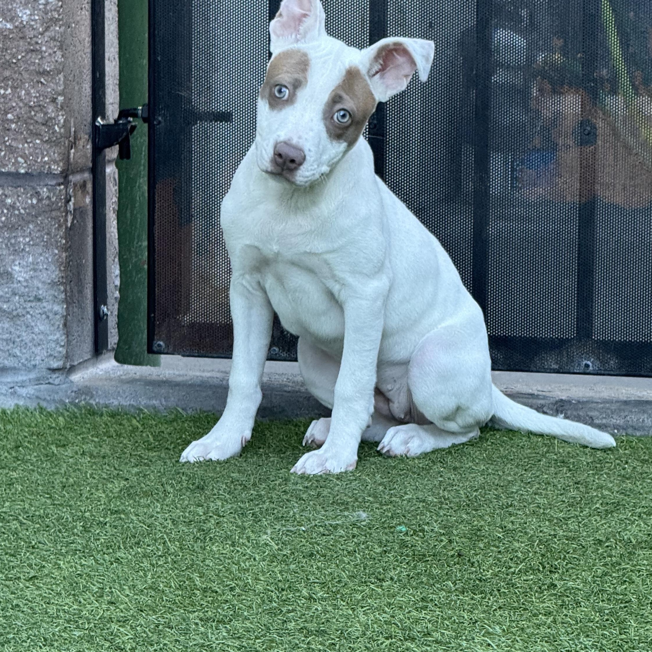 Hippo, an adopted mixed breed in Henderson, NV image 4/4