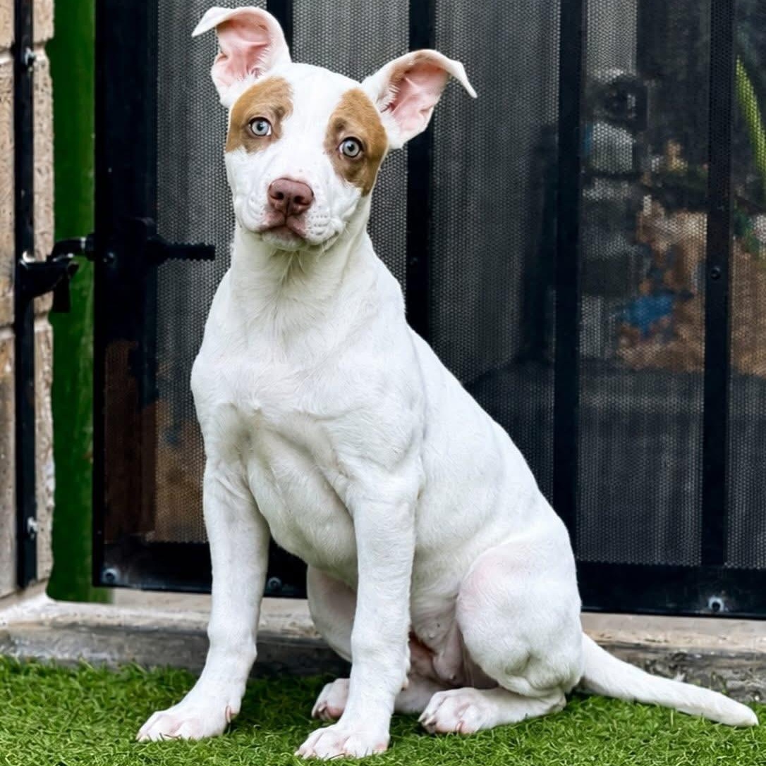 Hippo, adopted, Puppy Female Pit Bull Terrier.