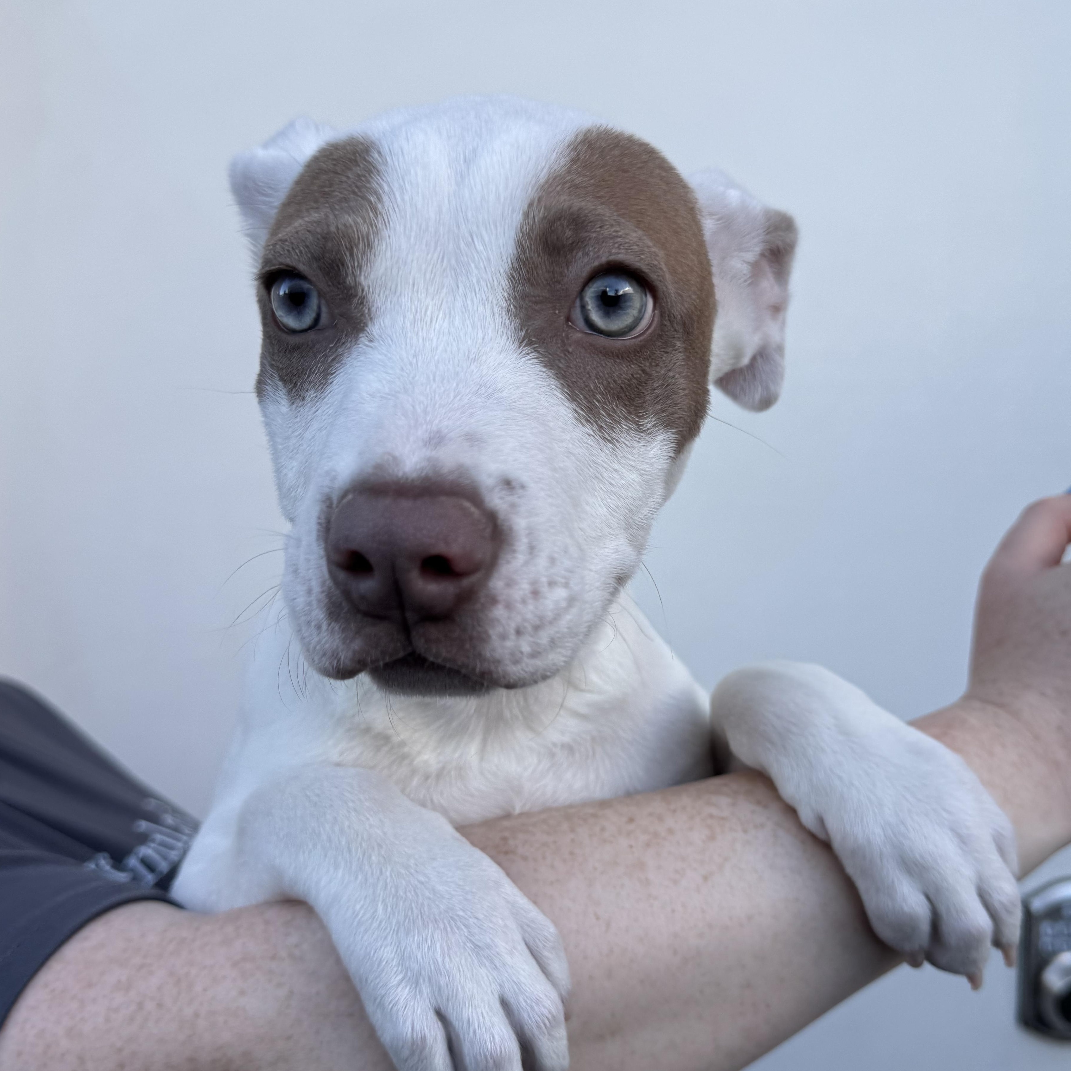 Hippo, an adopted mixed breed in Henderson, NV image 3/4
