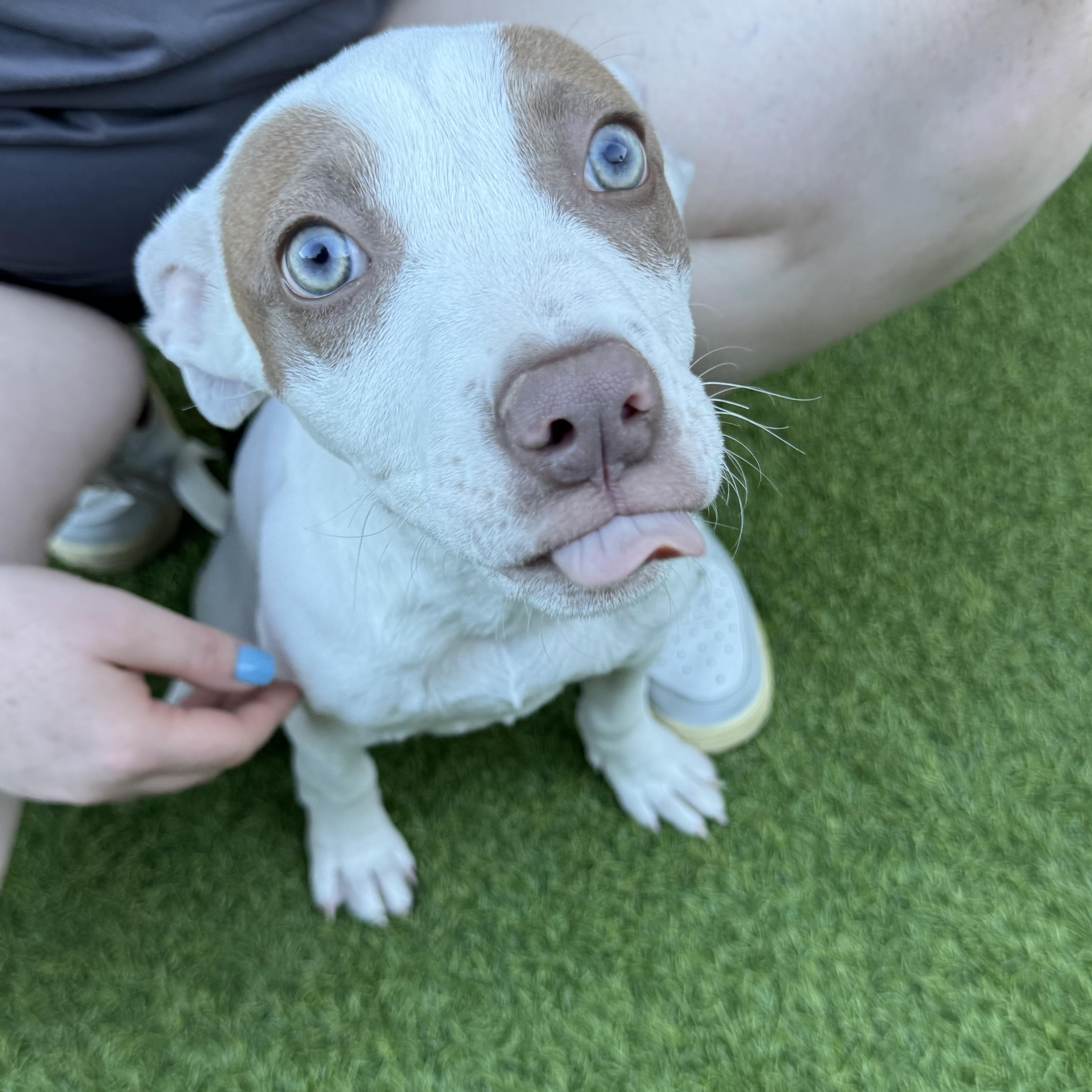 Hippo, an adopted mixed breed in Henderson, NV image 2/4