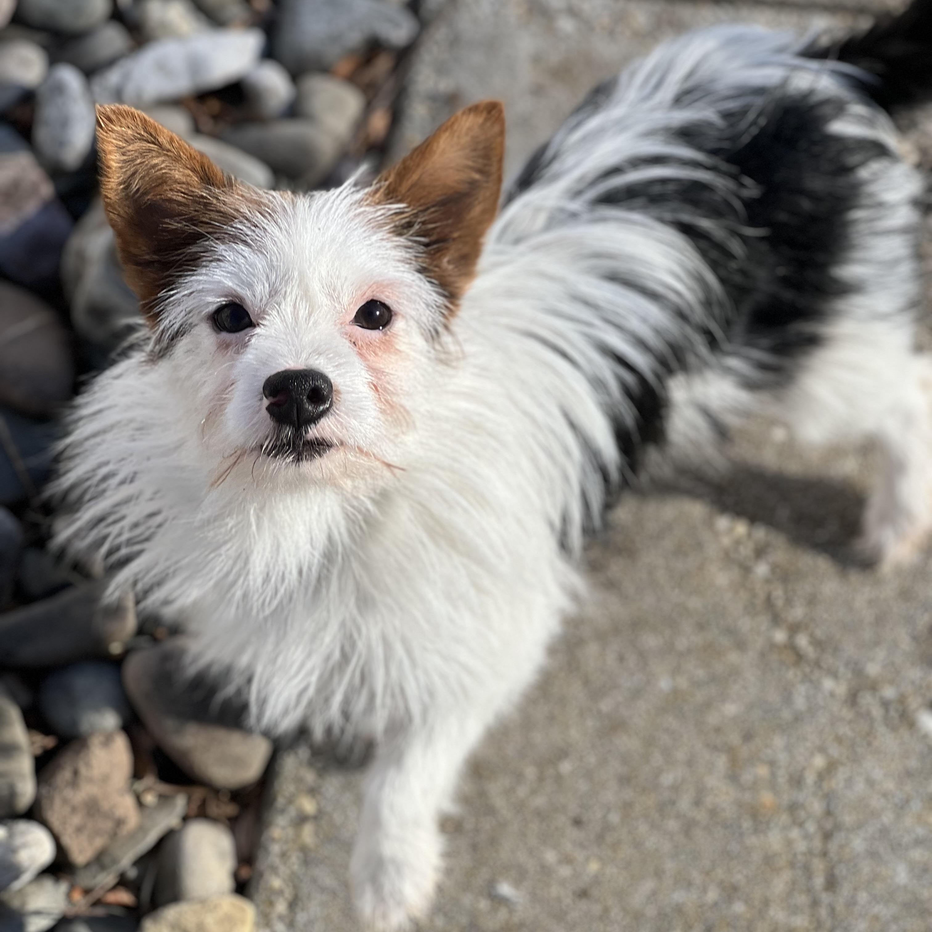 Enlarge Rex, an adopted mixed breed in Hughesville, MD image 1/5