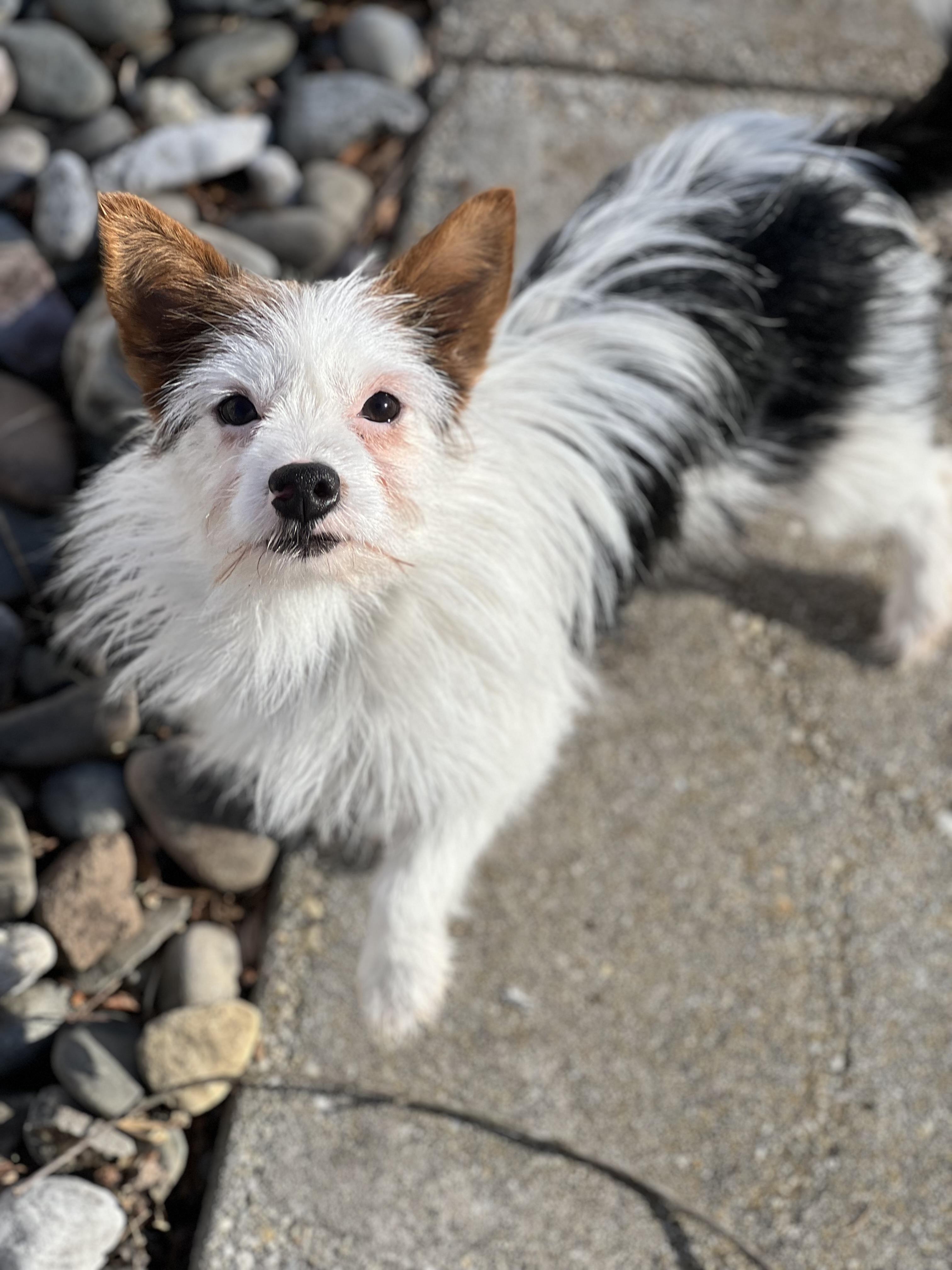 Enlarge Rex, a ADOPTABLE mixed breed in Hughesville, MD image 2/5