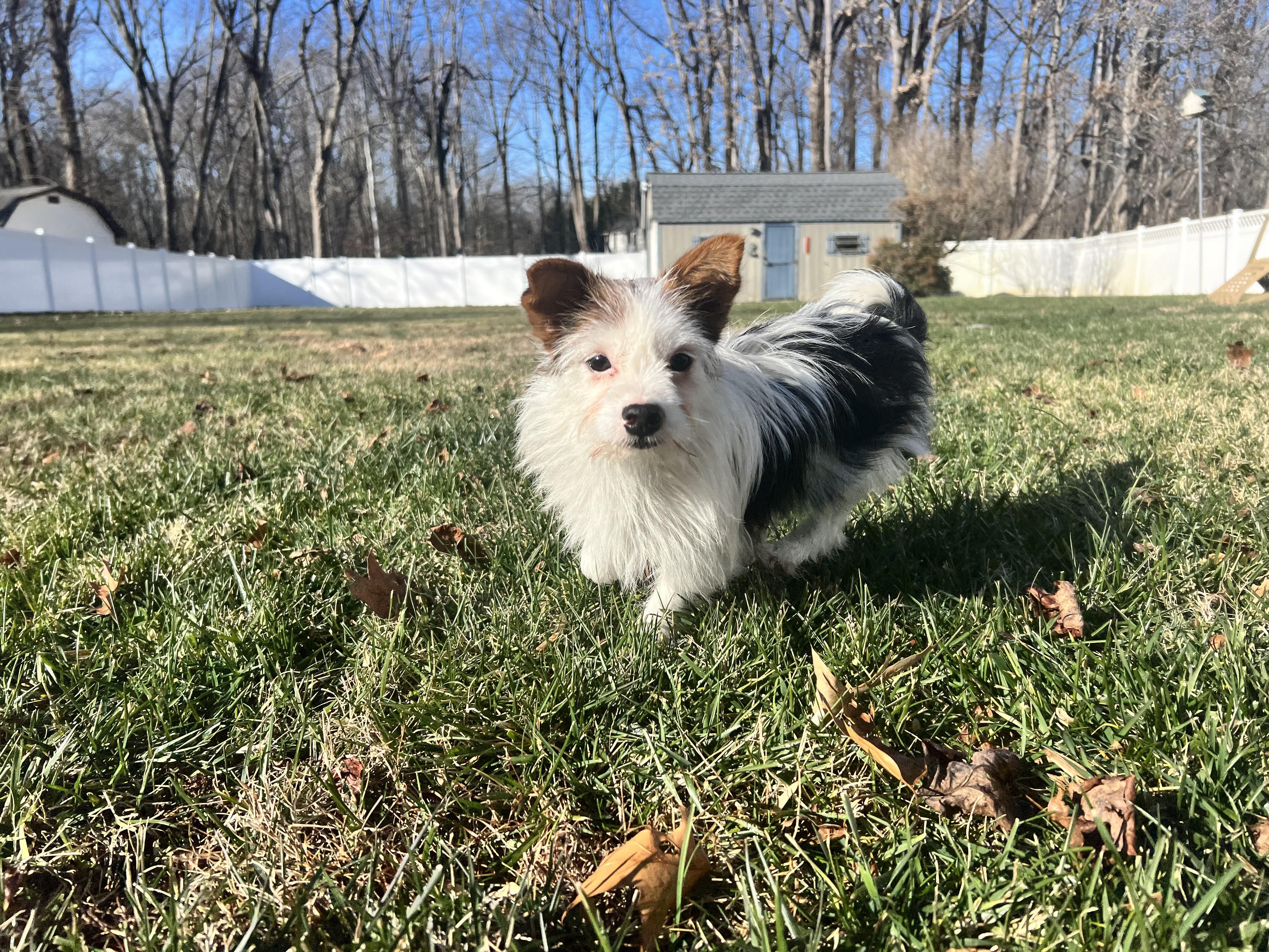 Enlarge Rex, a ADOPTABLE mixed breed in Hughesville, MD image 1/5