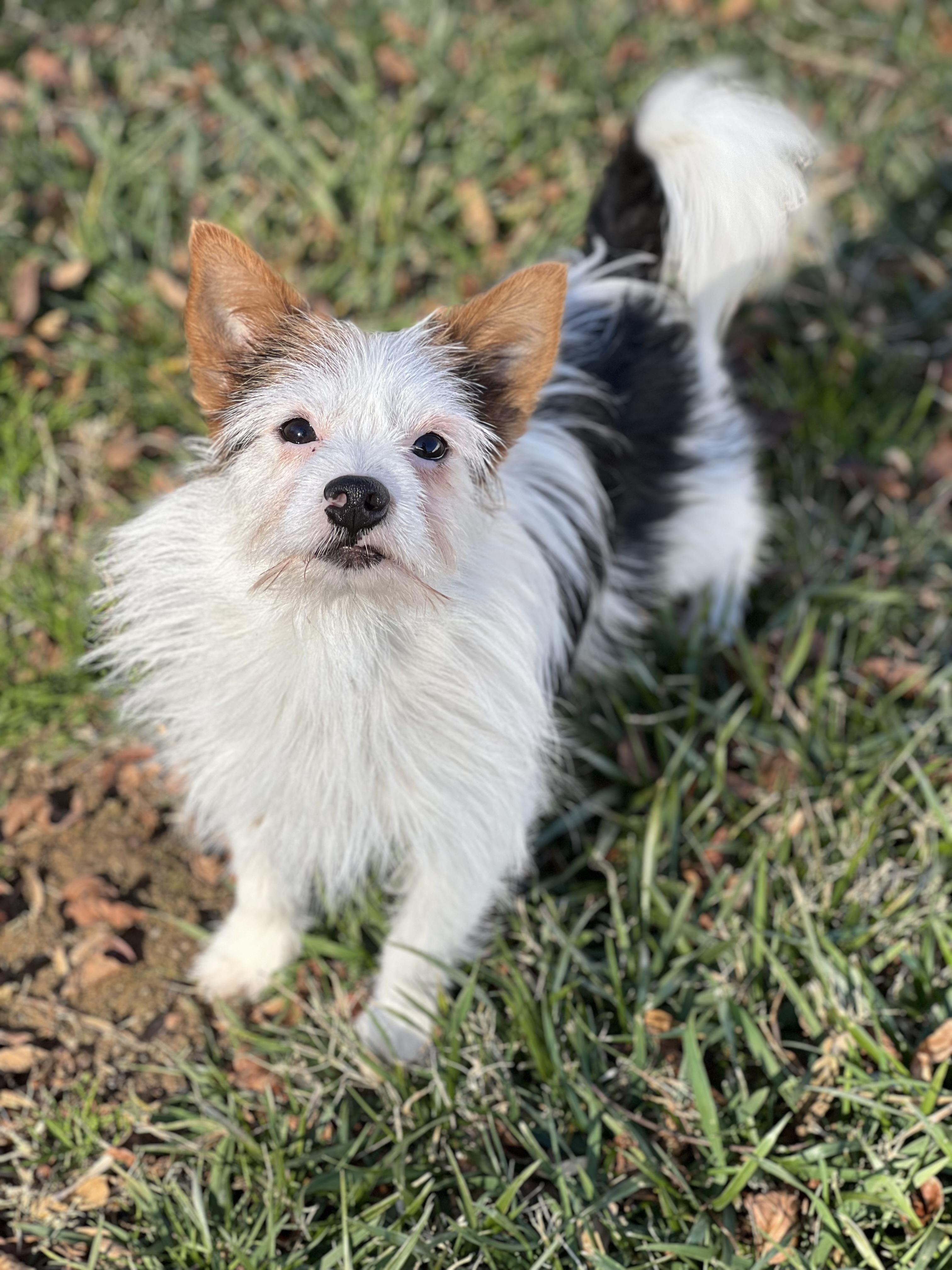 Enlarge Rex, a ADOPTABLE mixed breed in Hughesville, MD image 3/5