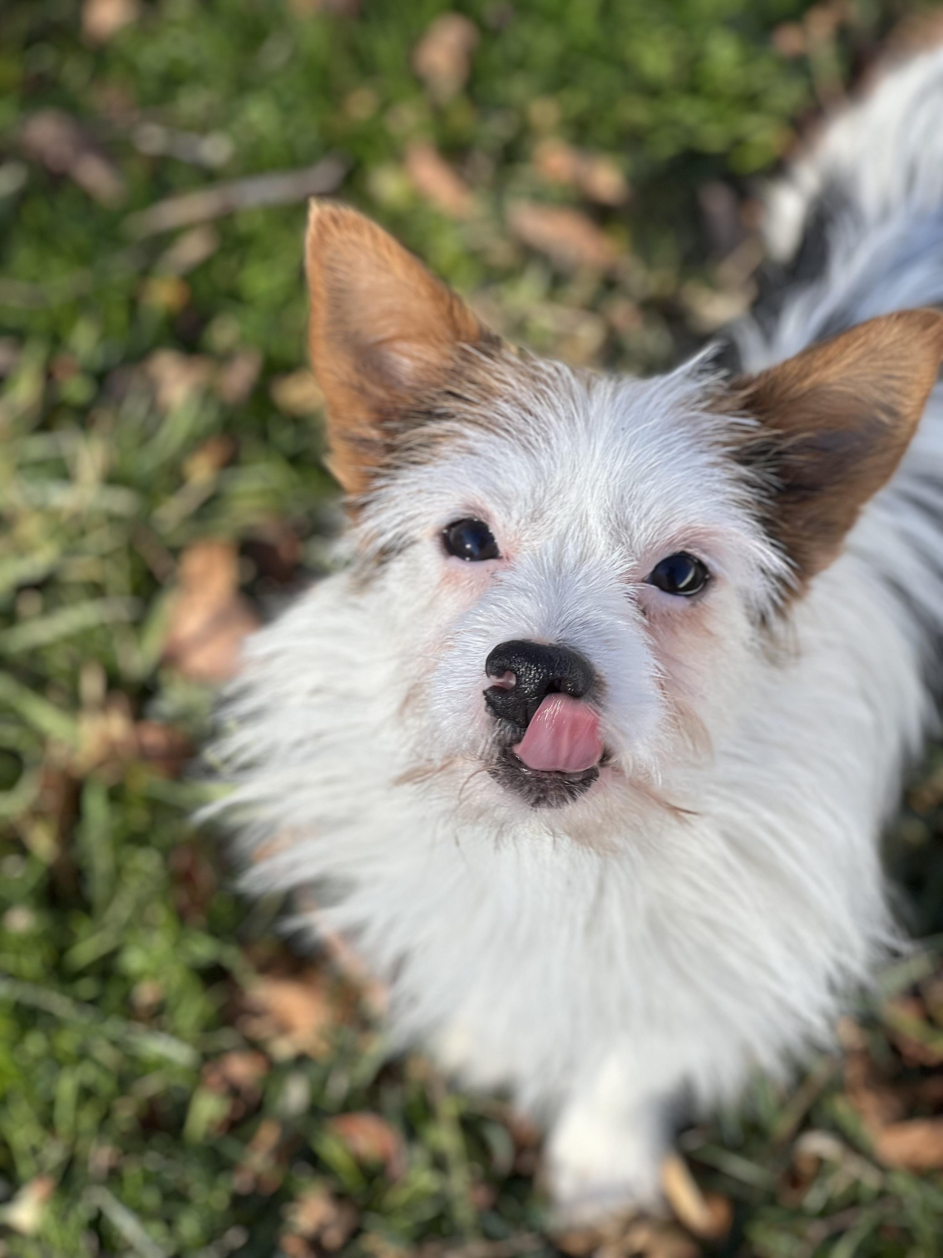 Enlarge Rex, a ADOPTABLE mixed breed in Hughesville, MD image 4/5