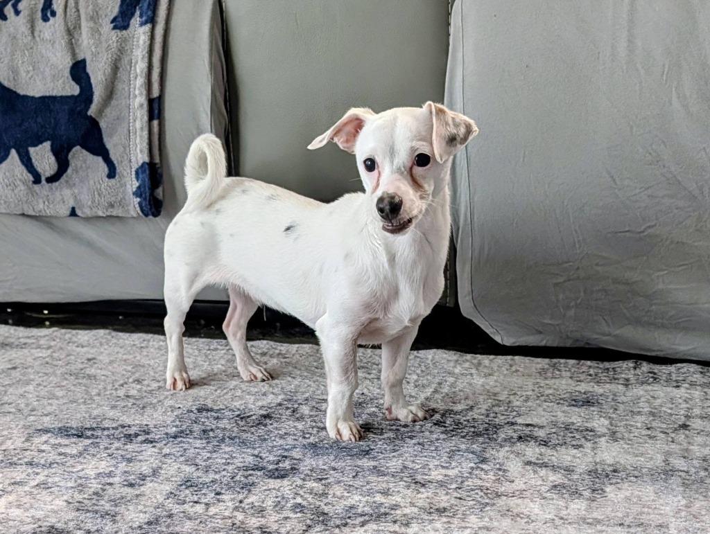 Butterbean, Adoptable, Young Male Dachshund & Mixed Breed.