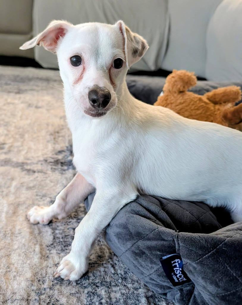 Enlarge Butterbean, a Adoptable mixed breed in Orlando, FL image 2/4