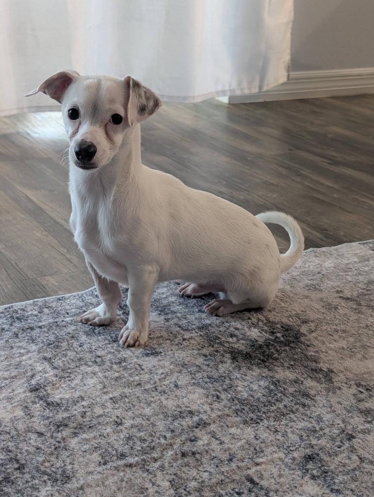 Enlarge Butterbean, a Adoptable mixed breed in Orlando, FL image 3/4