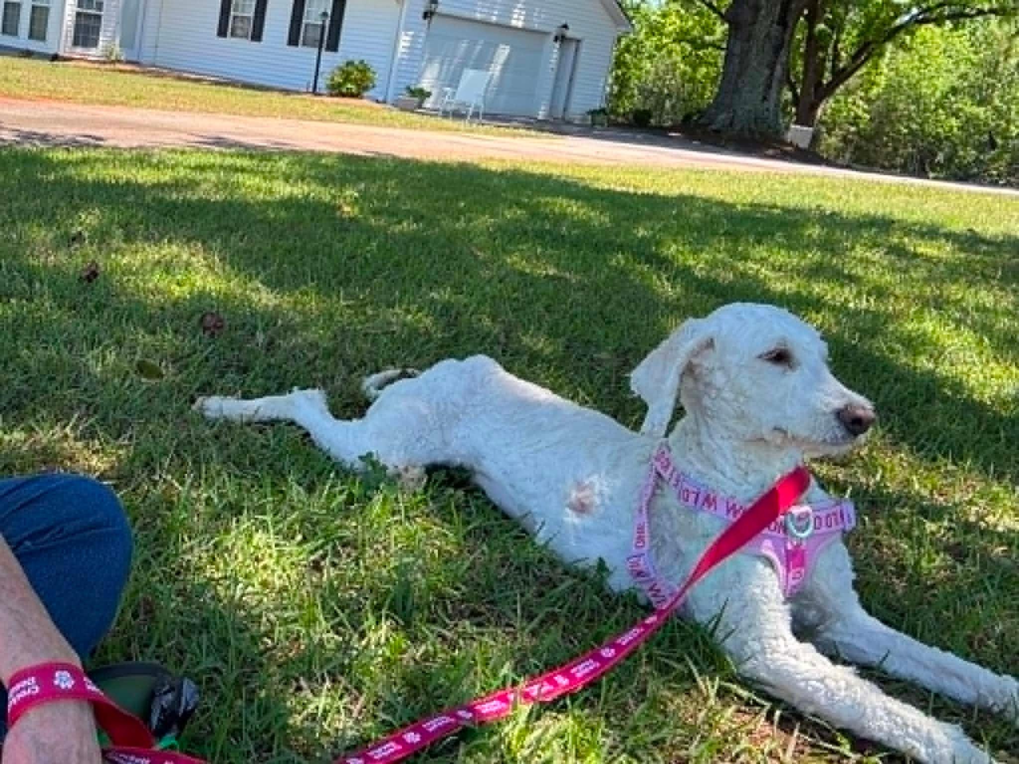 Noodle, a ADOPTABLE mixed breed in Douglas, MA image 3/6
