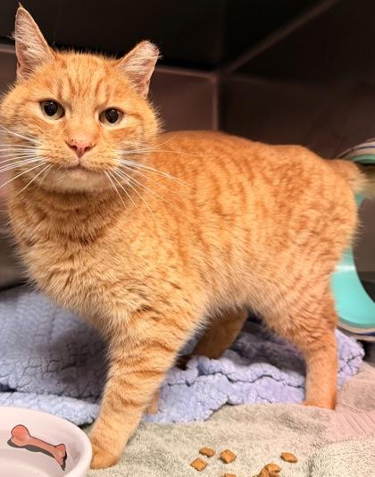 Sir Rattles , ADOPTABLE, Adult Male Domestic Medium Hair.