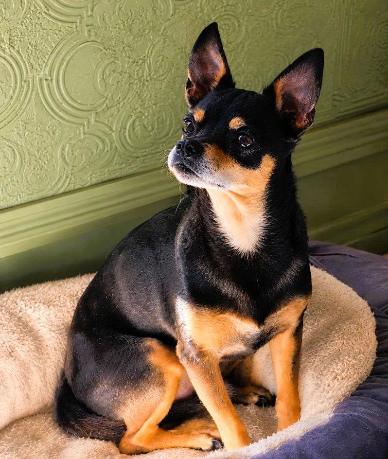 Delgado, Adoptable, Adult Male Chihuahua.