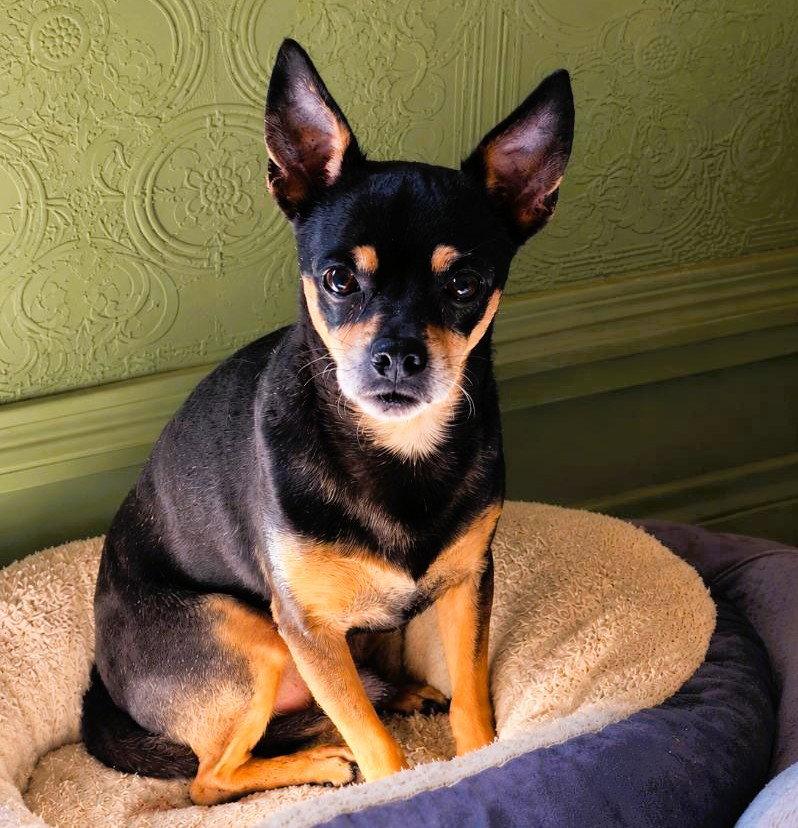 Enlarge Delgado, a Adoptable Chihuahua in Fallbrook, CA image 2/3