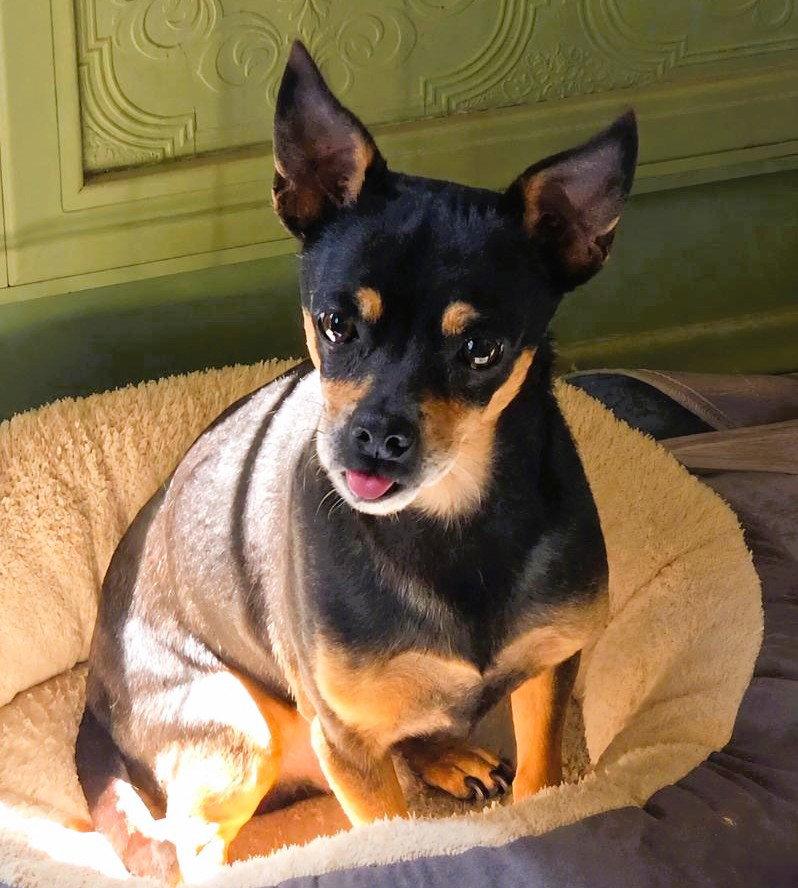 Enlarge Delgado, a Adoptable Chihuahua in Fallbrook, CA image 3/3