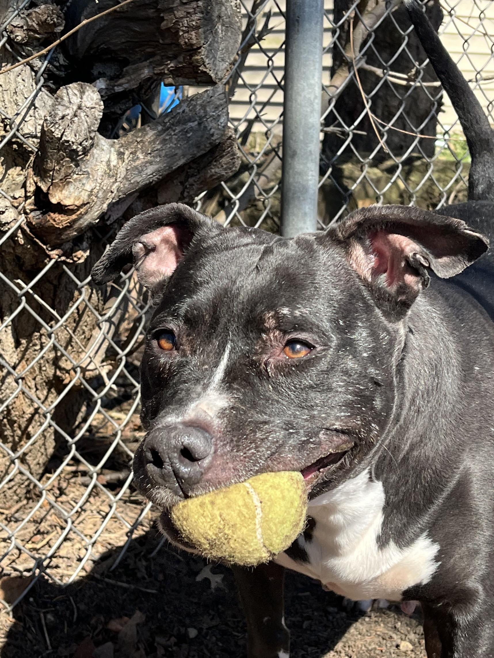 Enlarge Princess , a ADOPTABLE mixed breed in Mishawaka, IN image 6/6