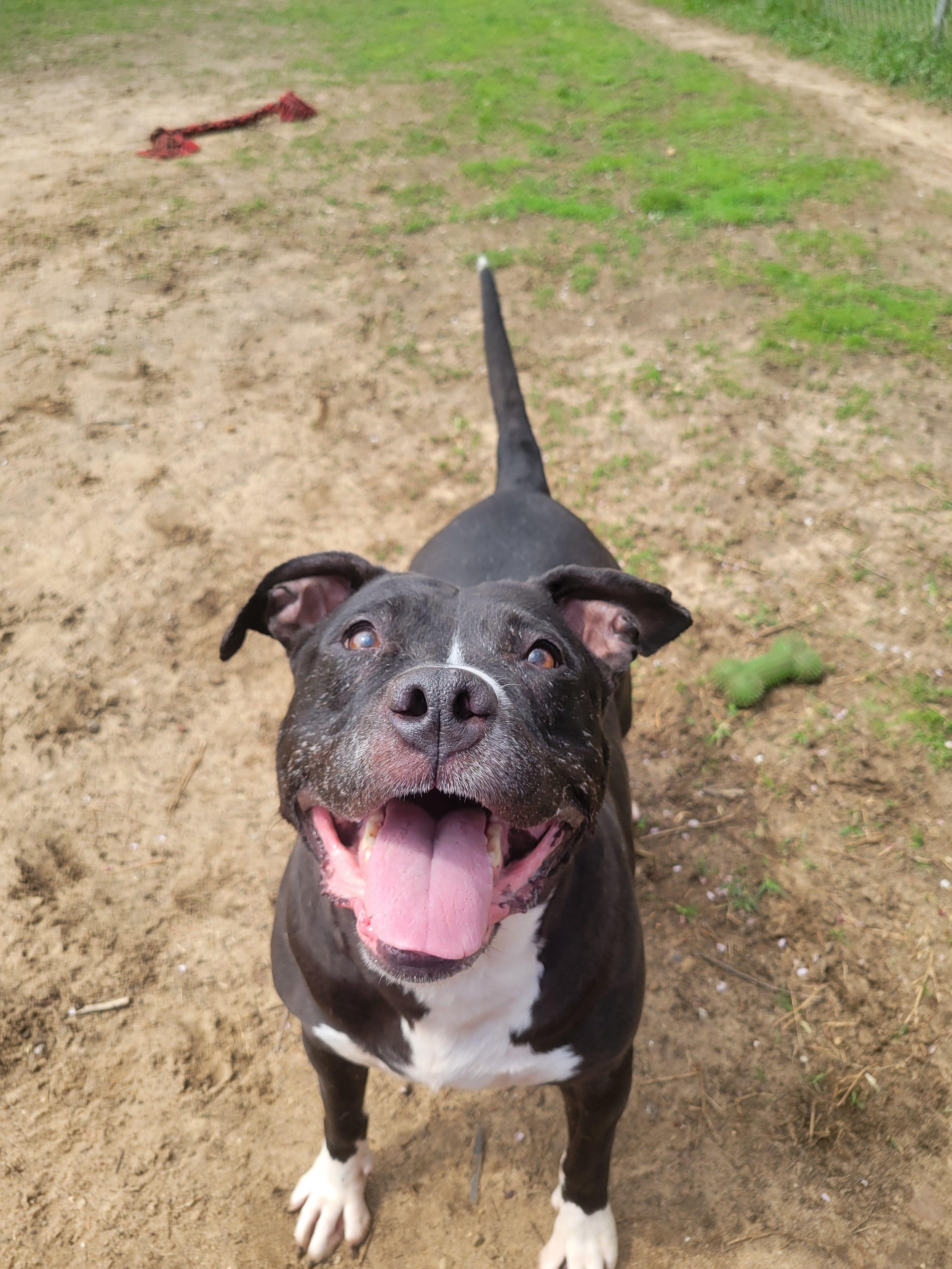 Enlarge Princess , a ADOPTABLE mixed breed in Mishawaka, IN image 5/6