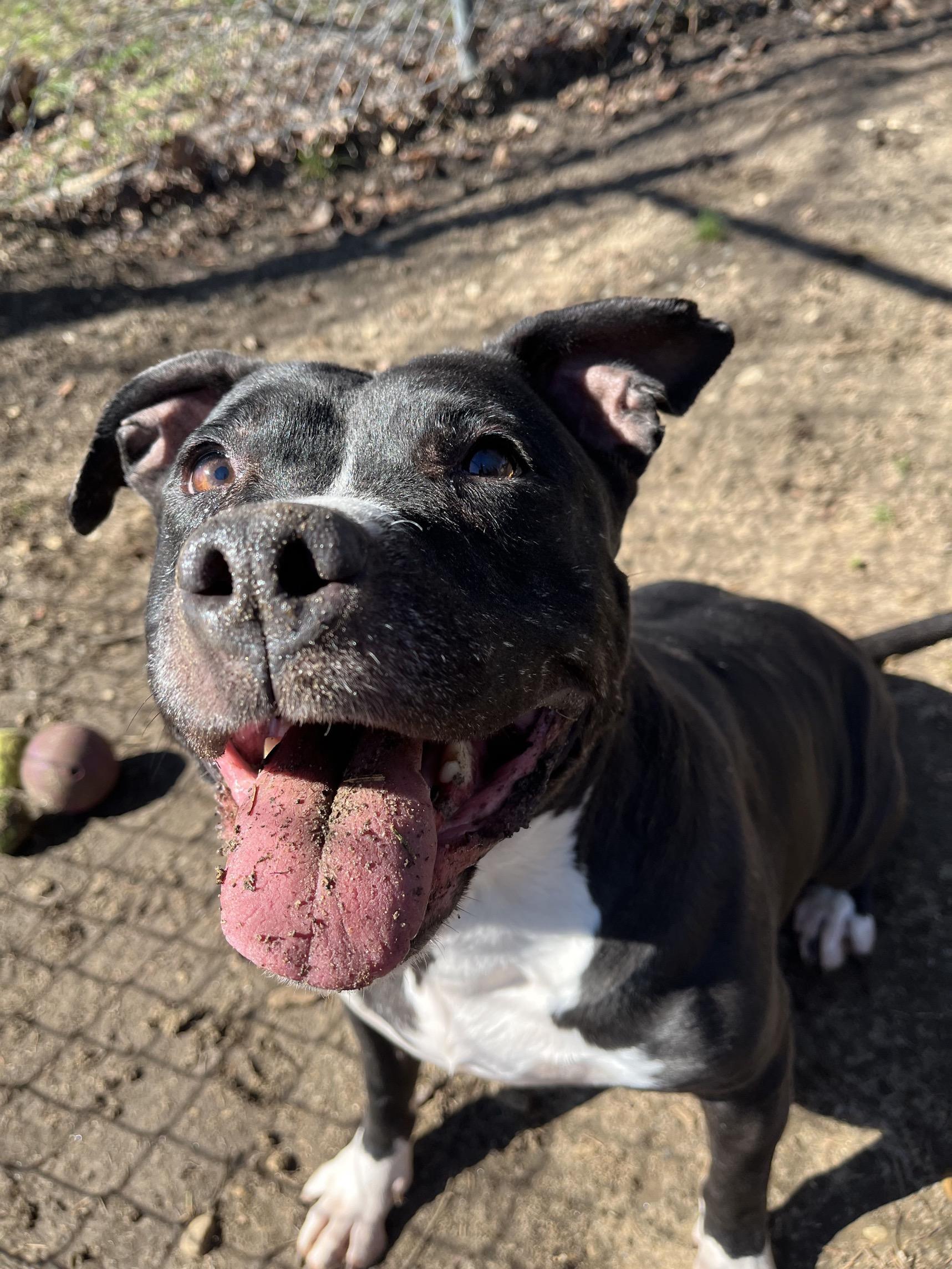 Enlarge Princess , a ADOPTABLE mixed breed in Mishawaka, IN image 2/6