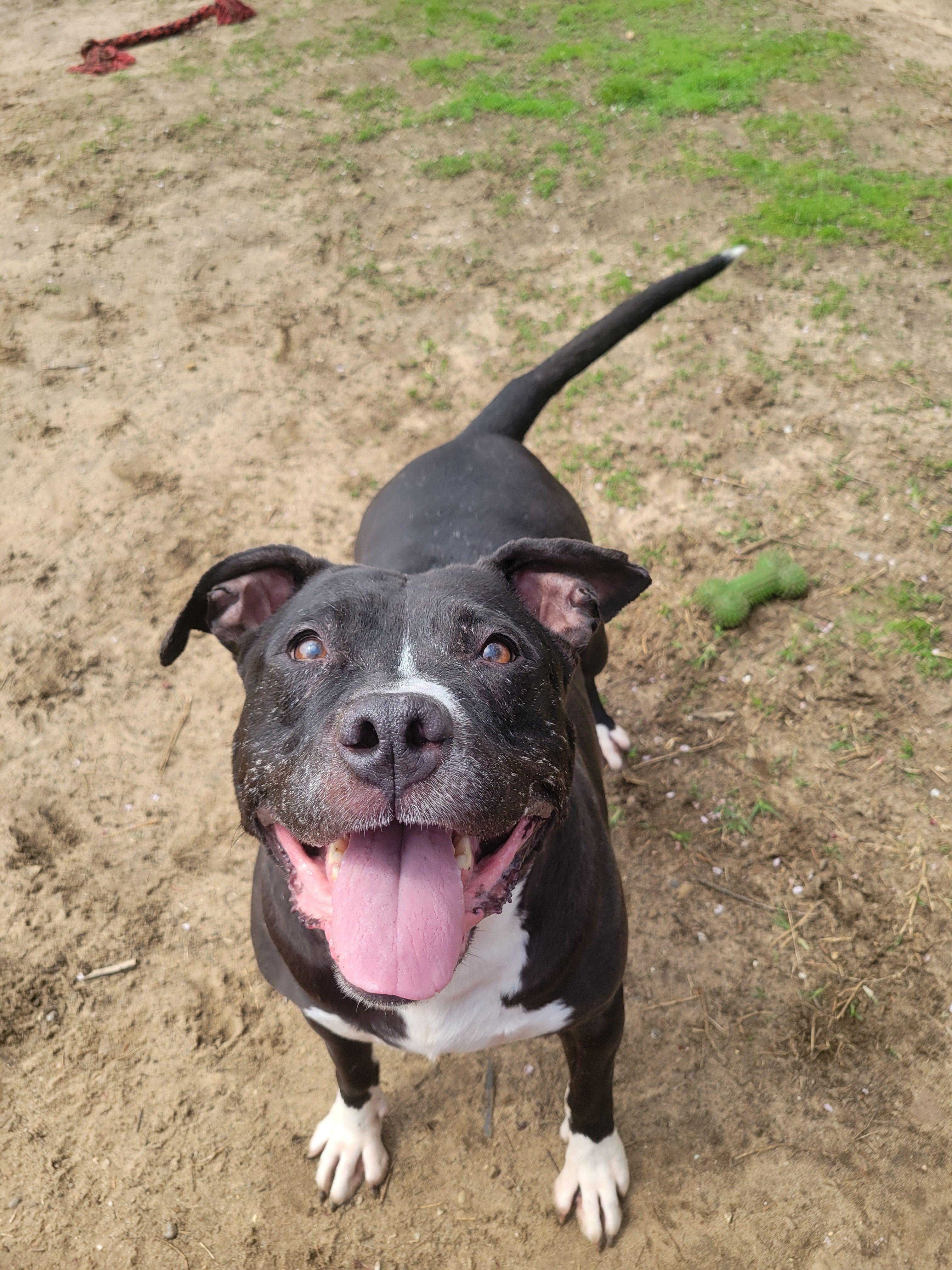 Enlarge Princess , a ADOPTABLE mixed breed in Mishawaka, IN image 3/6