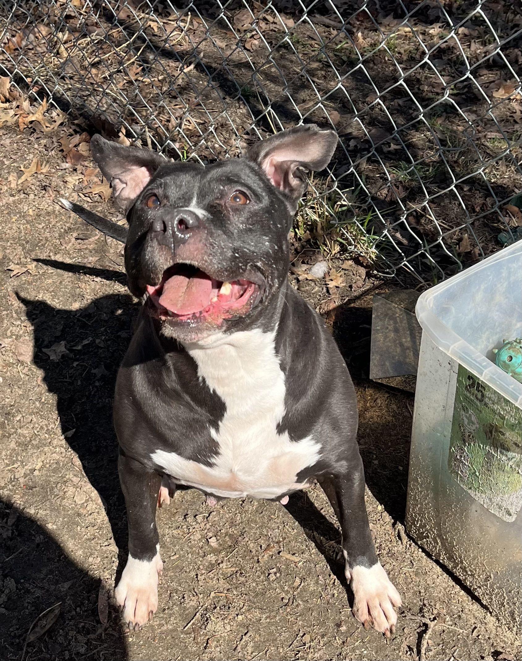 Enlarge Princess , a ADOPTABLE mixed breed in Mishawaka, IN image 4/6
