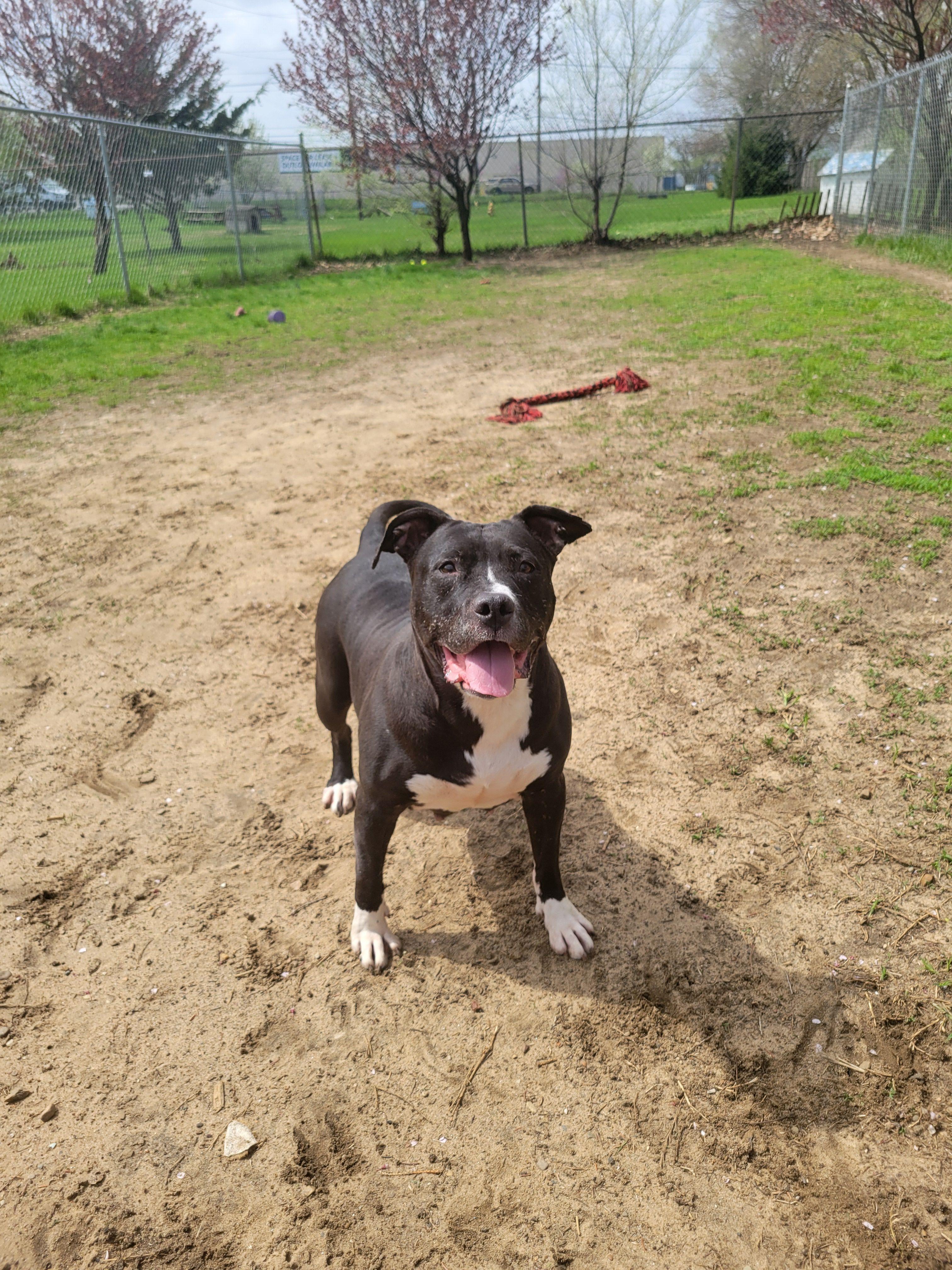 Enlarge Princess , a ADOPTABLE mixed breed in Mishawaka, IN image 1/6