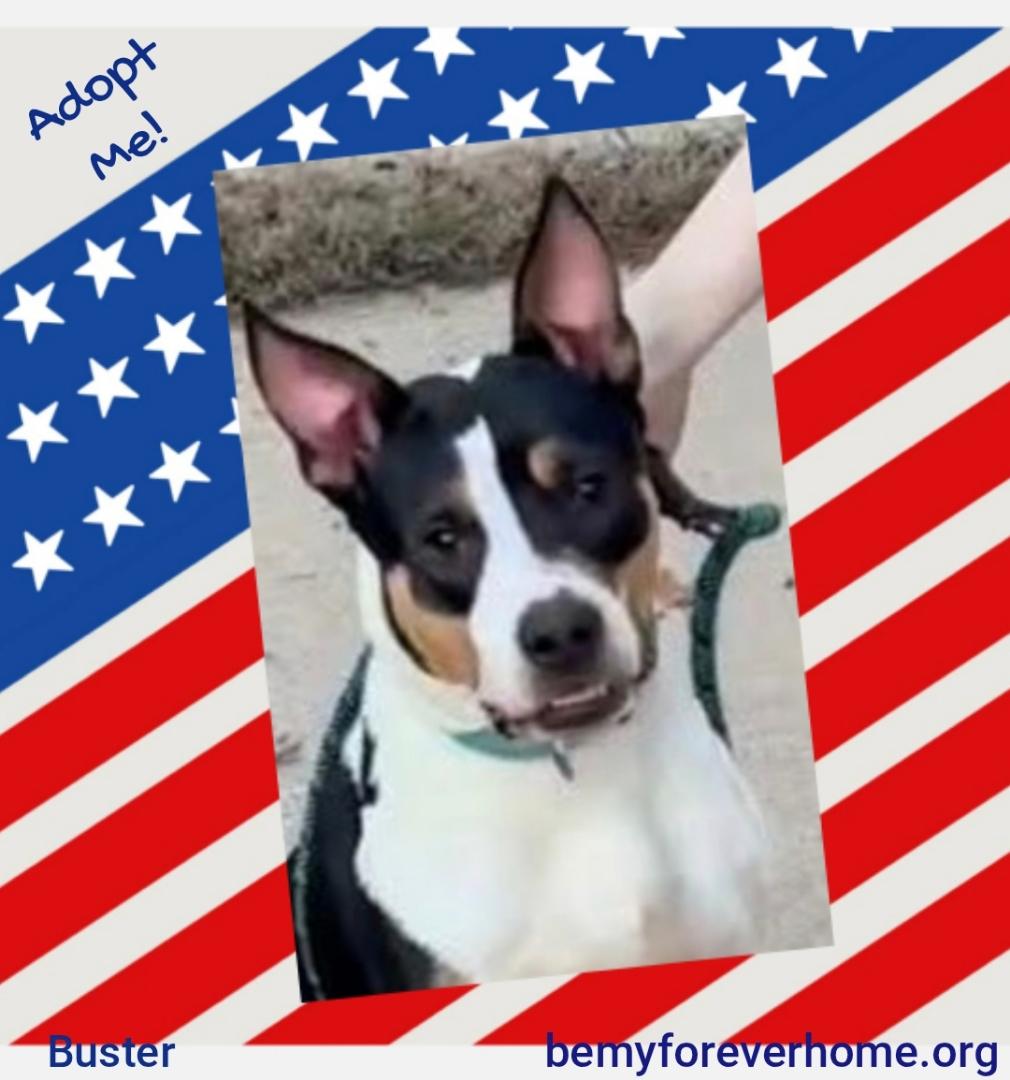 Buster, Adoptable, Adult Male Cattle Dog.
