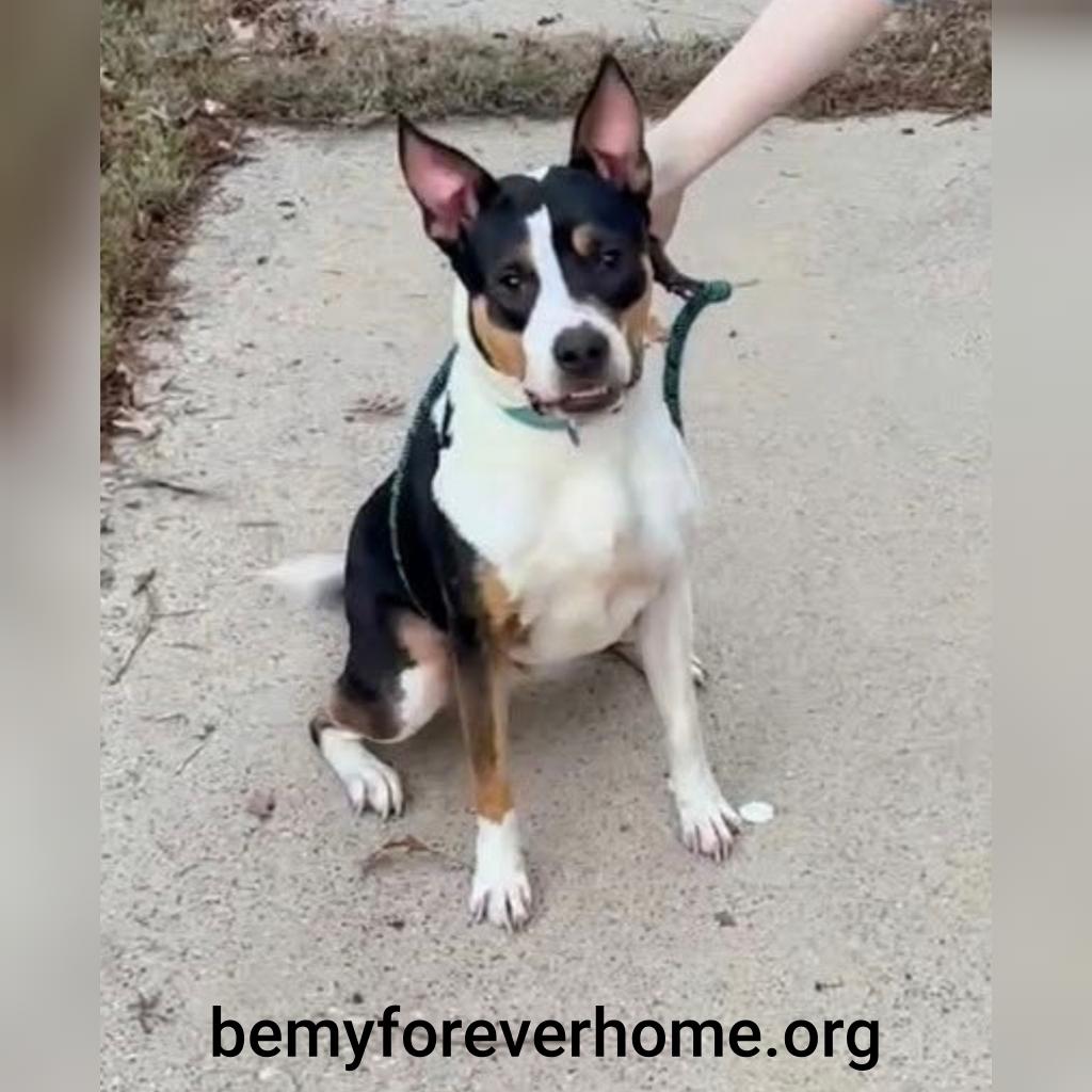 Enlarge Buster, a Adoptable Cattle Dog in Plano, TX image 2/3