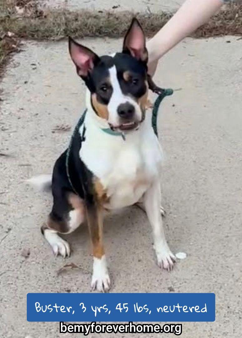 Enlarge Buster, a Adoptable Cattle Dog in Plano, TX image 3/3