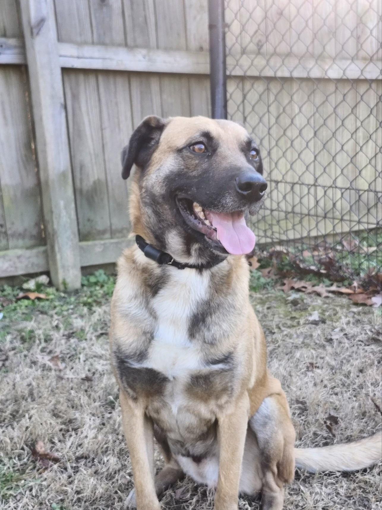 Enlarge Ranger, a Adoptable mixed breed in cumming, GA image 4/6