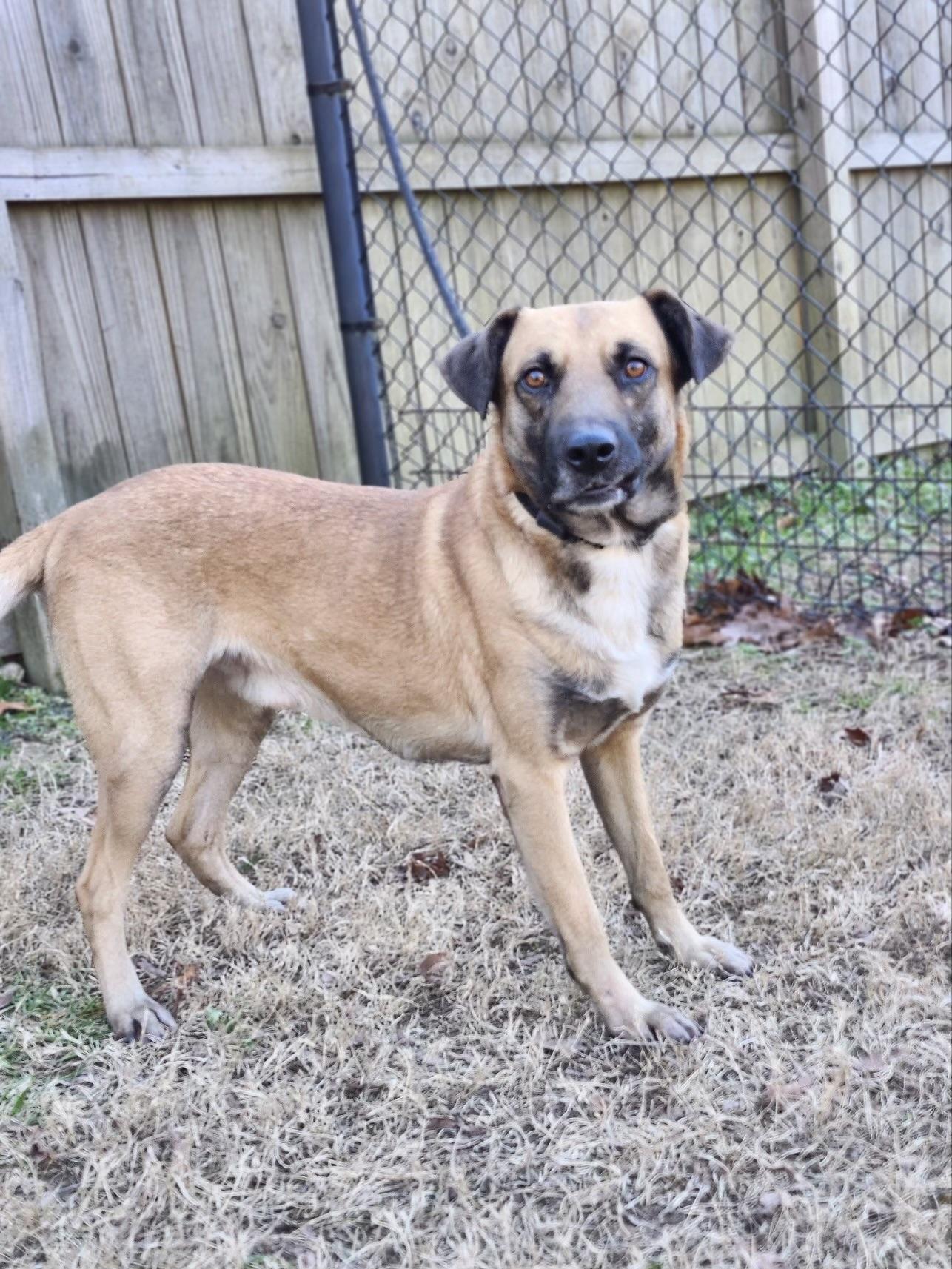Enlarge Ranger, a Adoptable mixed breed in cumming, GA image 5/6