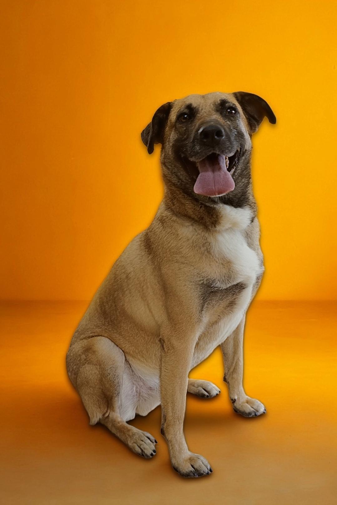 Ranger, Adoptable, Young Male German Shepherd Dog.