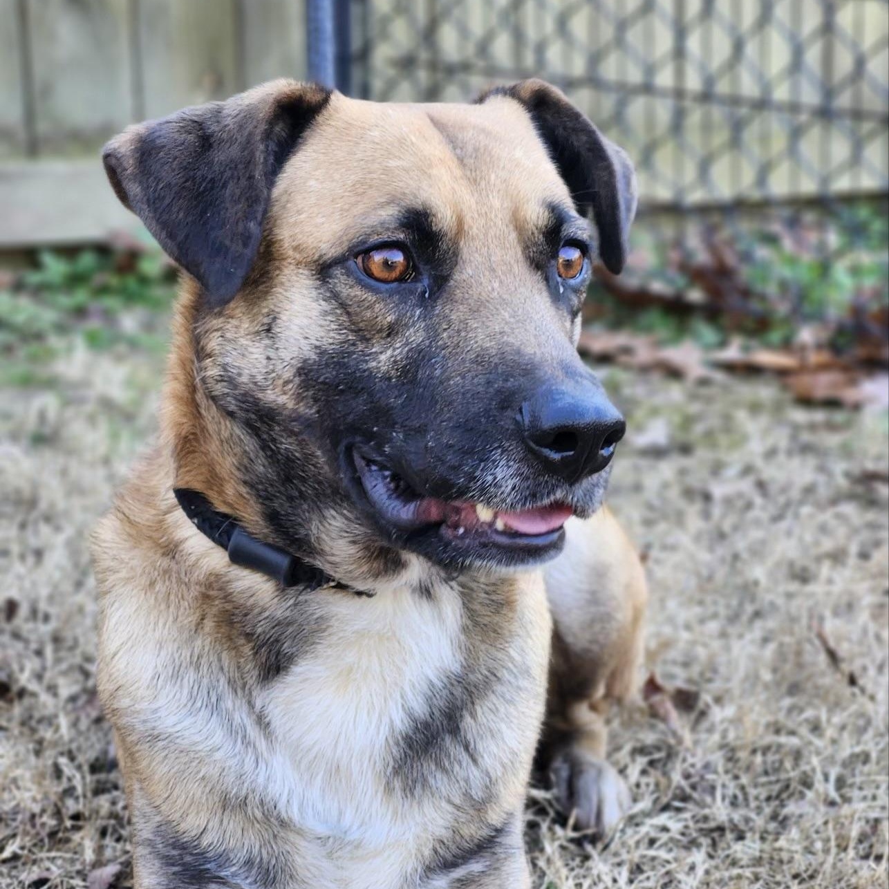 Enlarge Ranger, a Adoptable mixed breed in cumming, GA image 2/6