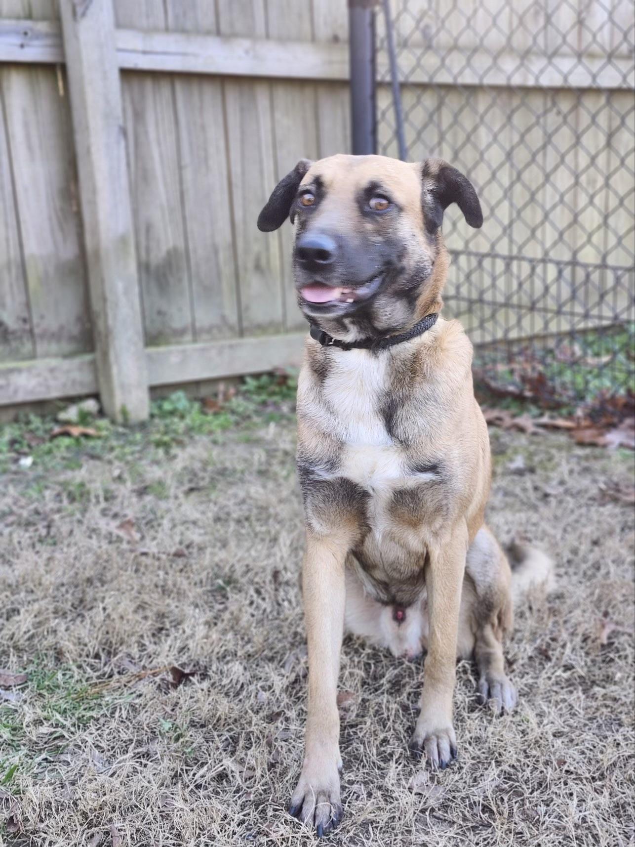 Enlarge Ranger, a Adoptable mixed breed in cumming, GA image 6/6