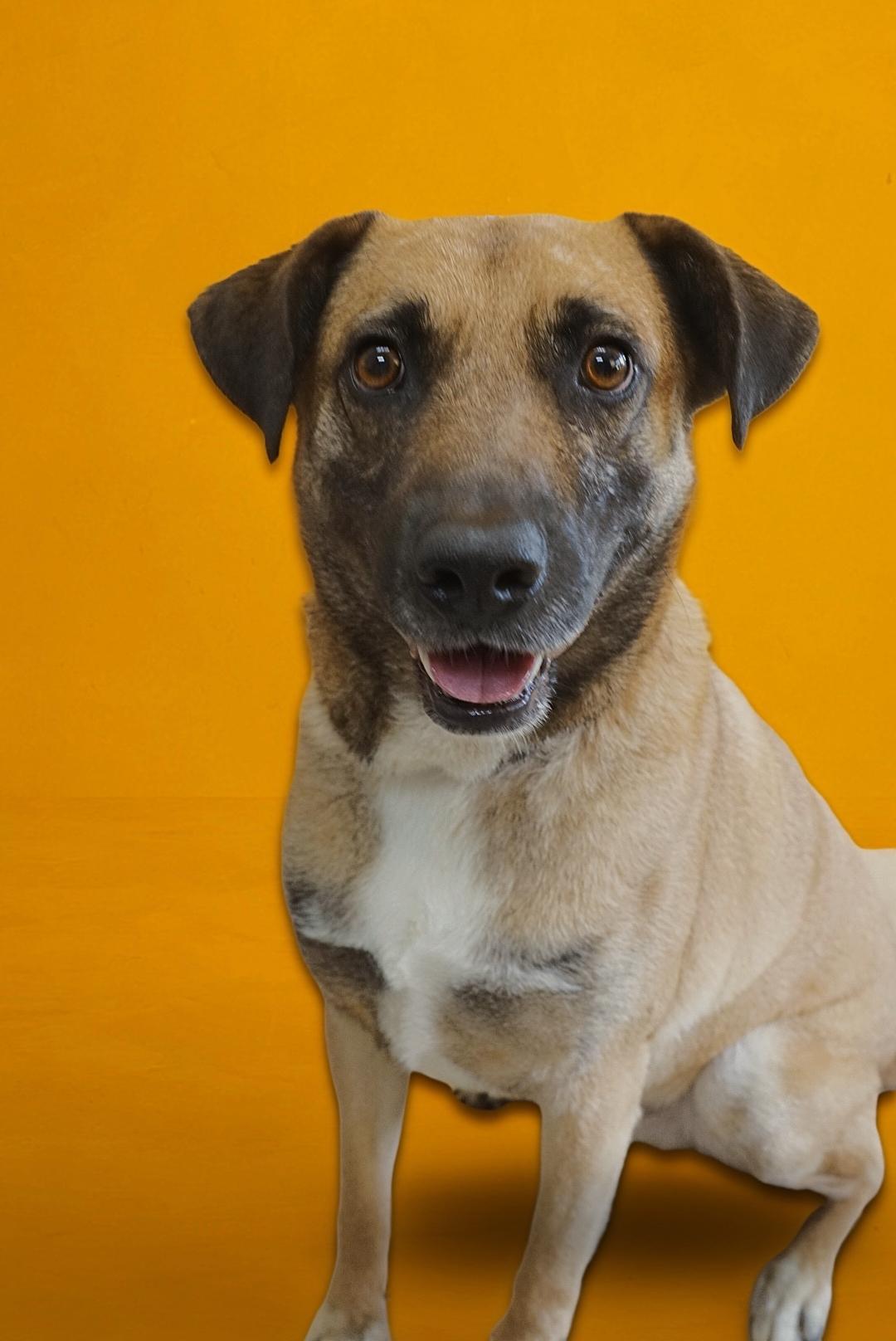 Enlarge Ranger, a Adoptable mixed breed in cumming, GA image 3/6