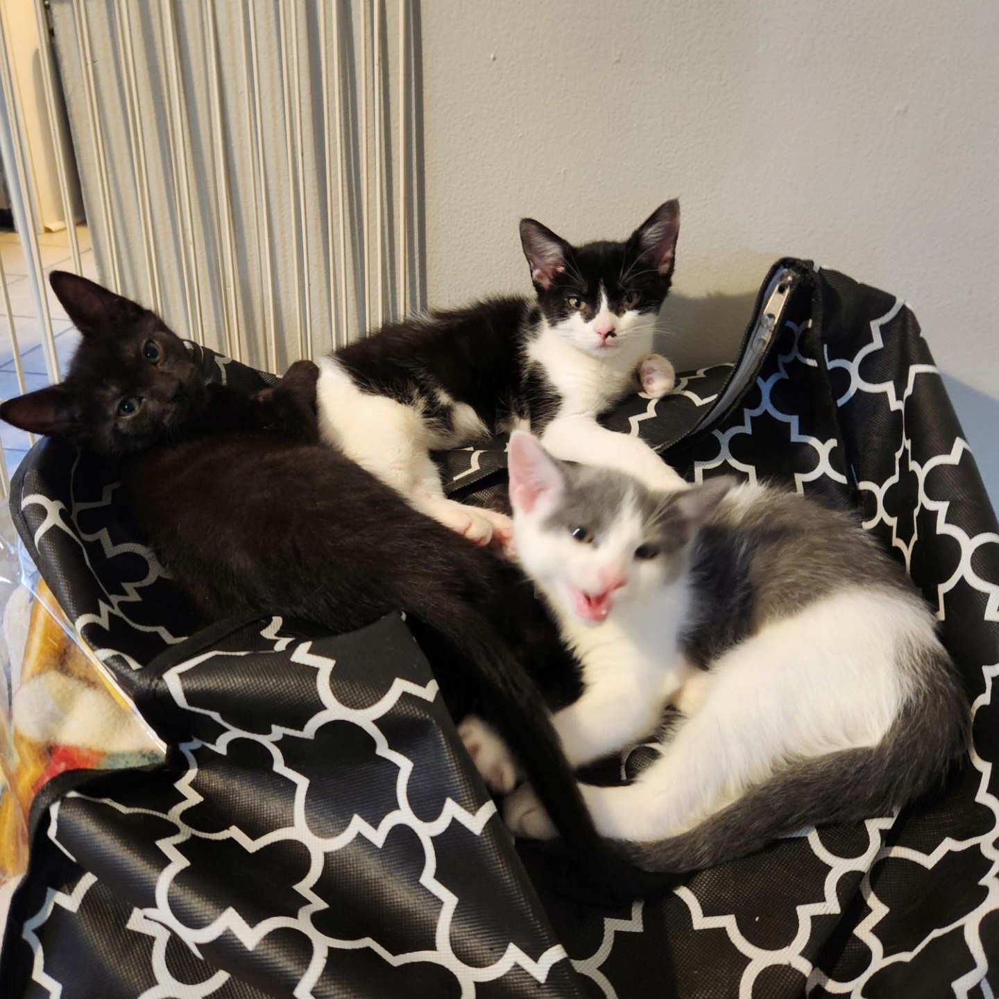 Kittensan Black, a Adoptable Domestic Short Hair in Sterling Heights, MI image 2/4