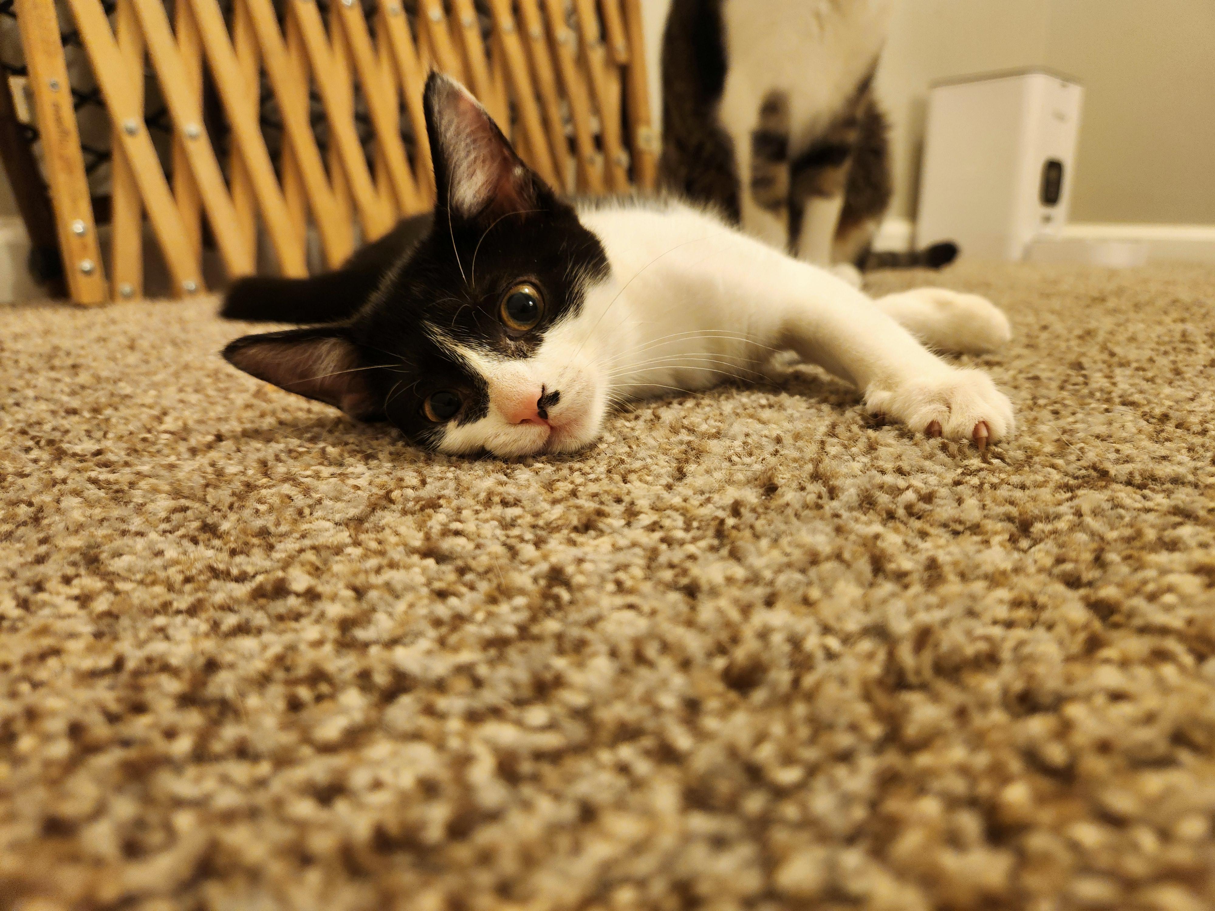 Kittensan Black, a Adoptable Domestic Short Hair in Sterling Heights, MI image 3/4